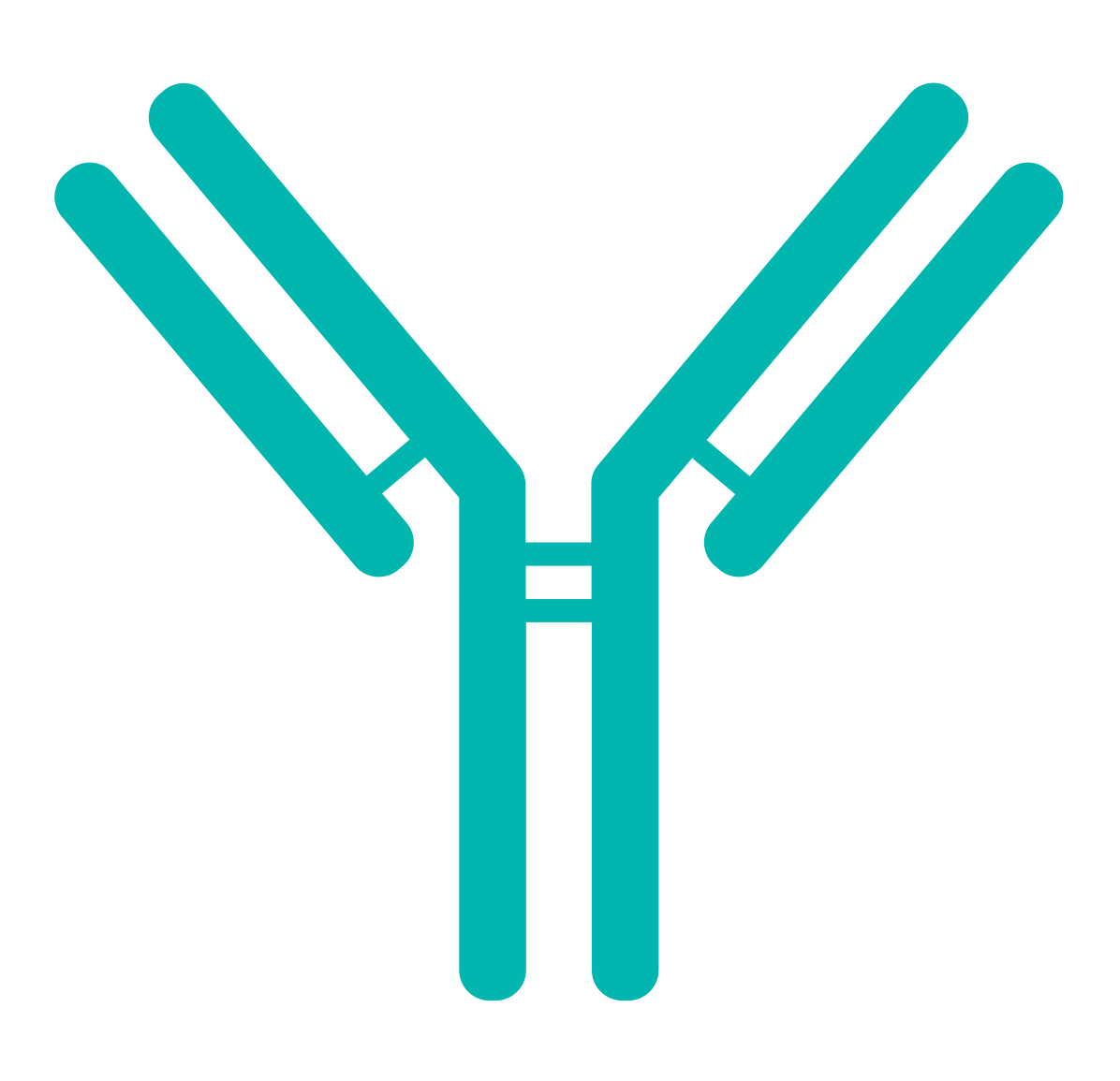 Antibody